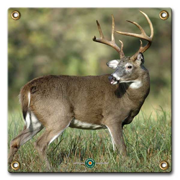 big_buck_4c0c31a4de617